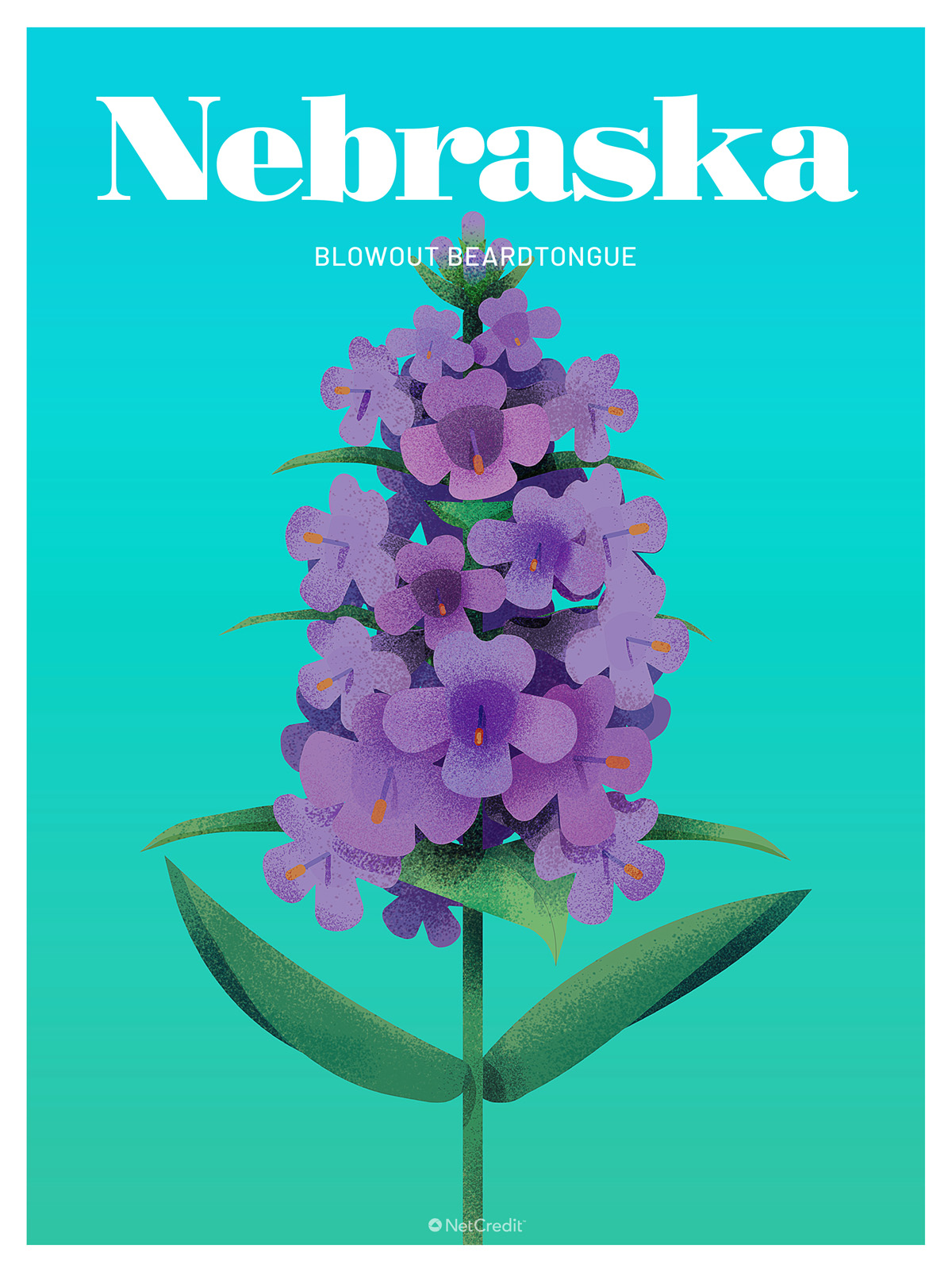 Endangered Plant in Nebraska: Blowout Beardtongue